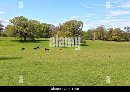 Un idilliaco paesaggio inglese in un primo giorno estivo vicino a Horsley Surrey Hills Inghilterra Regno Unito Foto Stock