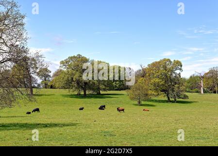 Un idilliaco paesaggio inglese in un primo giorno estivo vicino a Horsley Surrey Hills Inghilterra Regno Unito Foto Stock