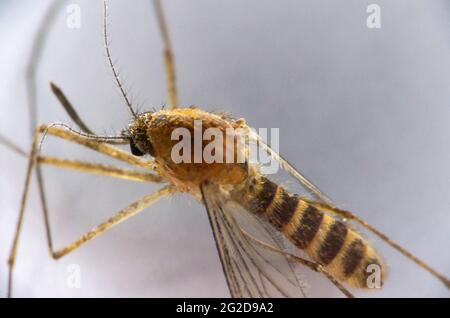 Campione di zanzara tigre in primo piano Foto Stock