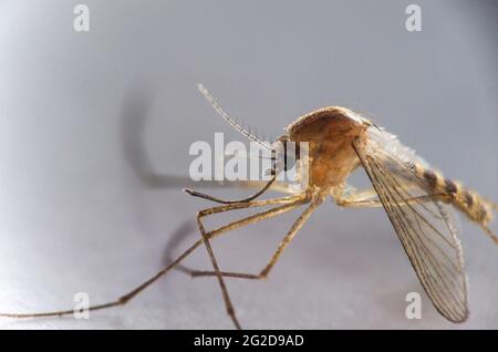 Campione di zanzara tigre in primo piano Foto Stock