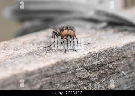 Esempio di mosca comune in primo piano Foto Stock