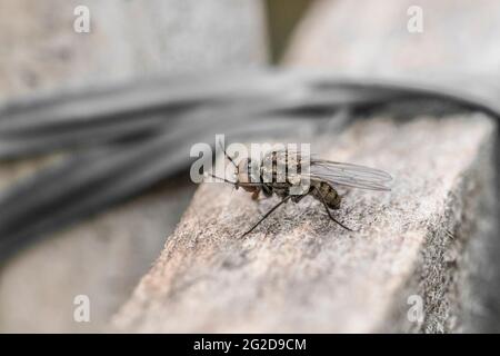 Esempio di mosca comune in primo piano Foto Stock