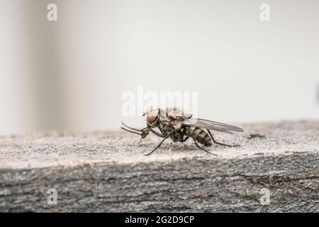 Esempio di mosca comune in primo piano Foto Stock