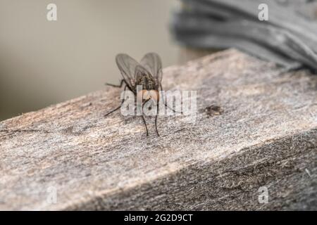 Esempio di mosca comune in primo piano Foto Stock