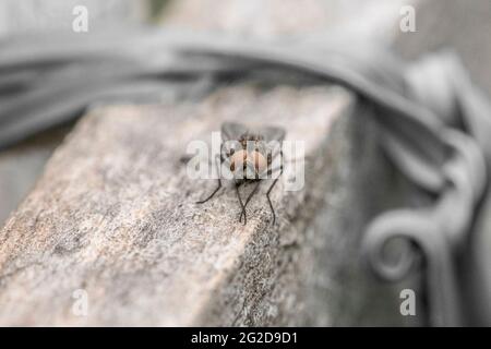 Esempio di mosca comune in primo piano Foto Stock