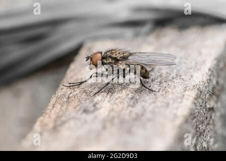 Esempio di mosca comune in primo piano Foto Stock