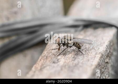 Esempio di mosca comune in primo piano Foto Stock