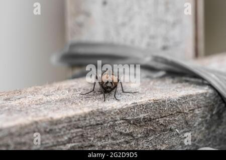 Esempio di mosca comune in primo piano Foto Stock