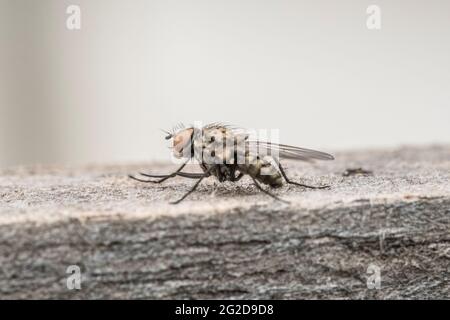 Esempio di mosca comune in primo piano Foto Stock