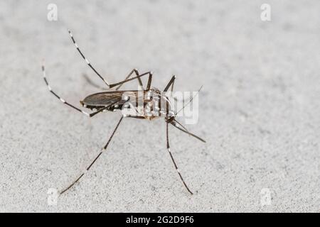 Campione di zanzara tigre in primo piano Foto Stock