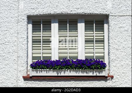 Great Missenden, Buckinghamshire, Regno Unito. 29 maggio 2021. Molta gente sta usando le scatole della finestra con i fiori oggi. La vita sta ritornando alla normalità nel villaggio di Great Missenden dopo la revoca di alcune delle restrizioni del Covid-19 anche se il villaggio è ancora più tranquillo del normale . Credito: Maureen McLean/Alamy Foto Stock