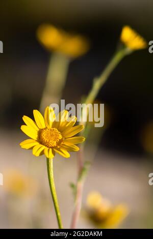 Bella gazania fiori nella natura selvaggia con luce naturale del sole che illumina i petali gialli su sfondo della natura offuscata. Foto verticale con toni caldi Foto Stock