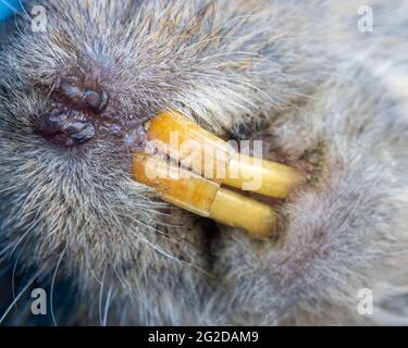 Denti di roditore - campo a vola, vista ravvicinata. Foto Stock