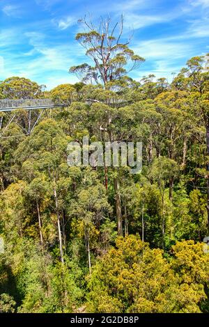 Tree Top Walk nella Valle dei Giganti, Walpole-Nornalup National Park, vicino a Walpole, Australia Occidentale Foto Stock