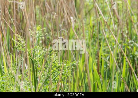 Foraging Reed Warbler (Acrocephalus scirpaceus) Foto Stock