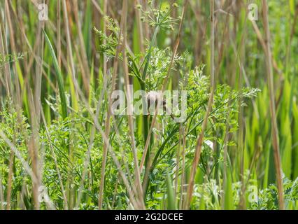 Foraging Reed Warbler (Acrocephalus scirpaceus) Foto Stock