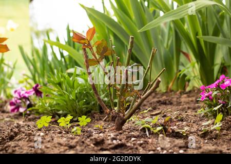 Rosone che segatura nel terreno del letto di fiori primo piano Foto Stock