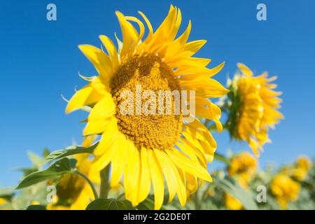 Girasole nel campo dei girasoli contro il cielo blu luminoso Foto Stock