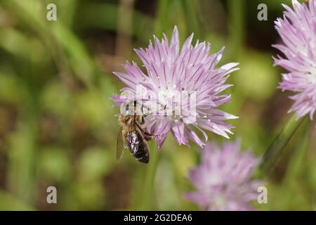 L'ape di miele occidentale o l'ape di miele europea (Apis mellifera) su fiori viola di Chives (Allium schoenoprasum), famiglia Amaryllidaceae. Molla Foto Stock