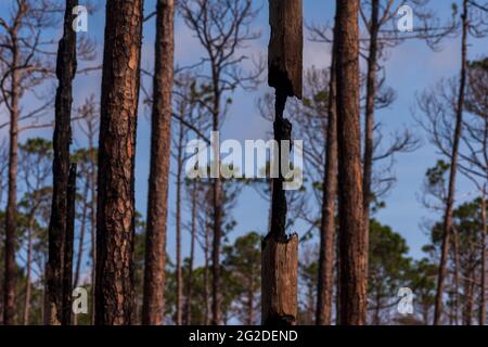 Un nucleo sottile di legno sostiene ancora un albero di pino danneggiato dal fuoco in un boschetto alla riserva nazionale di ricerca di estuarine della baia di settimane vicino a Fairhope, Alabama, Foto Stock