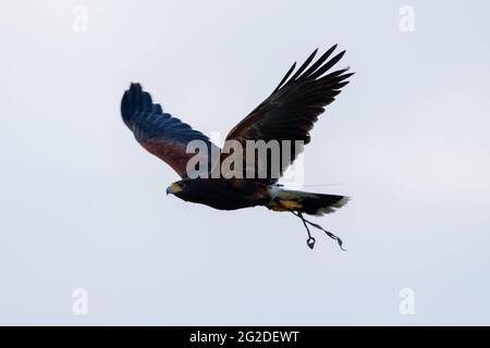 Il falco di Harris (Parabuteo unicinctus), che vola attraverso l'aria precedentemente conosciuta come il falco alato dalla baia o il falco crepuscolo dal Sud America nel centro di conservazione Foto Stock