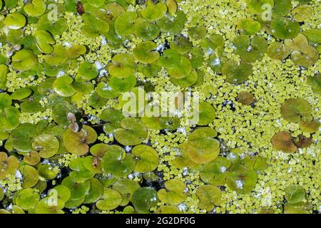 Anatre e rana / rana europea bit-bit (Hydrocharis morsus-ranae) galleggianti foglie in stagno, nativo in Europa Foto Stock