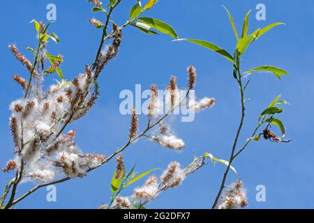 Salice bianco (Salix alba) che mostra le foglie e le cetriole femminili che producono i semi incorporati in giù bianco / lanugine in primavera Foto Stock
