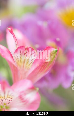 Sfondo naturale in tonalità di luce sfocata con fuoco selettivo dei fiori di Alstroemeria Foto Stock