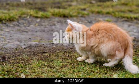 Dopo la caccia, un gatto gioca con la sua preda, un gatto e una talpa in natura. Nuovo Foto Stock