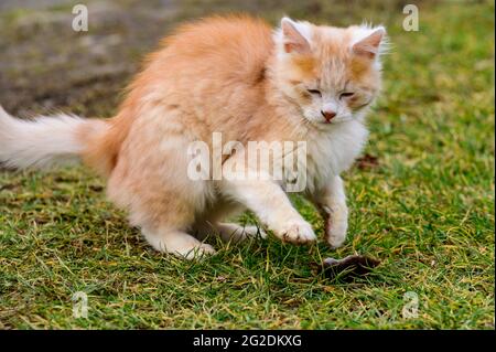 Dopo la caccia, un gatto gioca con la sua preda, un gatto e una talpa in natura. Nuovo Foto Stock