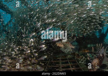 Pesce leone nel Mar Rosso pesci colorati, Eilat Israele Foto Stock