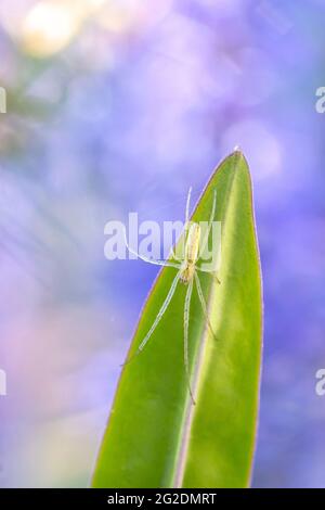 Closeup di un genere di ragno Tetragnatha orbweavers a gelo lungo, o ragno stetch nel suo habitat. Foto Stock