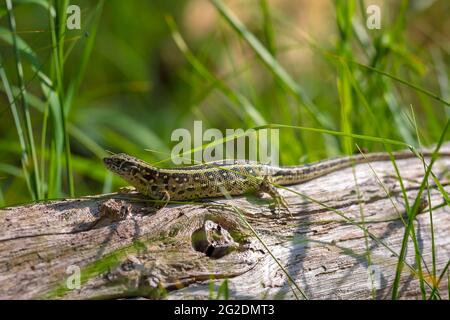 Lucertola di sabbia, Lacerta agilis, maschio verde. Riscaldamento al sole, riposando su legno in una foresta Foto Stock