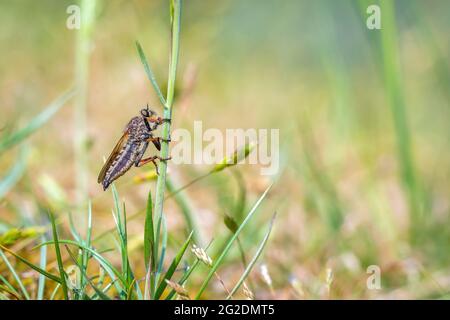 Dettaglio primo piano di un Pamponerus germanico, rapinatore caccia insetti mosca e riposo in un prato Foto Stock