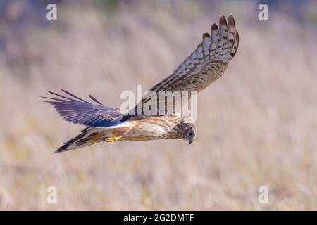 Femmina Hen harrier Circus cyaneus o nord harrier caccia di cui sopra un prato durante un inverno freddo Foto Stock