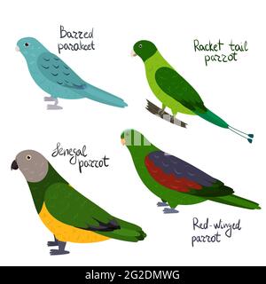 Set di pappagallo - Parakeet Barred, senegal, coda racchetta, alata rossa, in stile cartoon su sfondo bianco. Illustrazione vettoriale disegnata a mano. Illustrazione Vettoriale