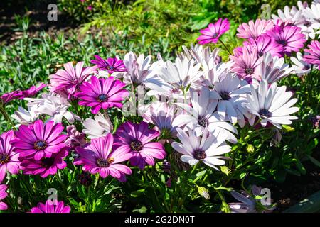 Margherite africane di colore bianco e viola (Osteospermum) in un giardino Foto Stock