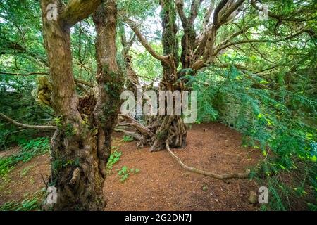 L'albero Fortingall Yew a Fortingall, Glen Lyon, Perthshire, Scozia, Regno Unito Foto Stock