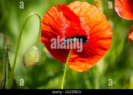 Fiore di un papavero di mais da sotto con il germoglio in un campo di papavero di oppio Foto Stock