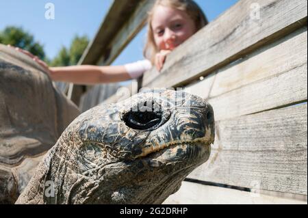 Un'esperienza in famiglia uno zoo speciale per rettili chiamato Alligator Bay nel nord della Francia. Foto Stock