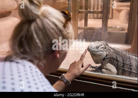 Un'esperienza in famiglia uno zoo speciale per rettili chiamato Alligator Bay nel nord della Francia. Foto Stock