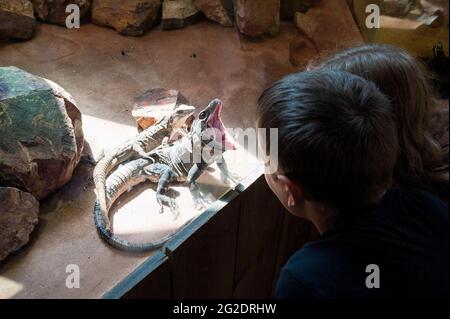 Un'esperienza in famiglia uno zoo speciale per rettili chiamato Alligator Bay nel nord della Francia. Foto Stock