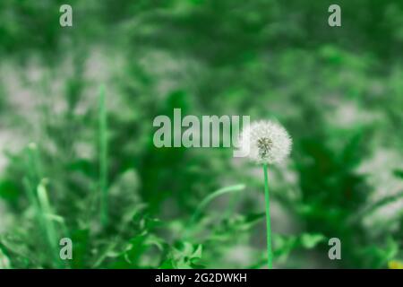 orologi dente di leone su uno sfondo naturale verde offuscato Foto Stock