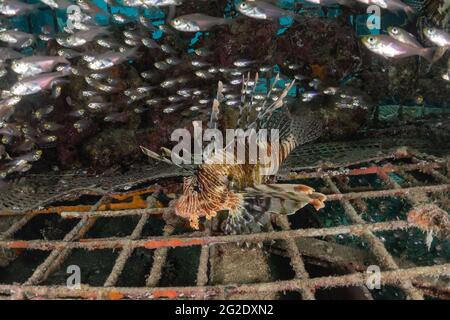 Pesce leone nel Mar Rosso pesci colorati, Eilat Israele Foto Stock