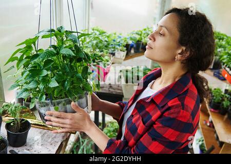 Vista laterale di una giovane donna ispanica giardiniere trascorrere il tempo in un paese serra vivaio coltivare verdure. Primavera Foto Stock