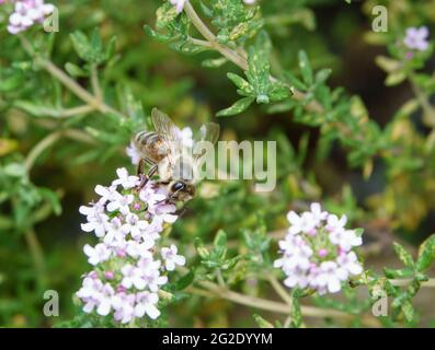 Api mellifera occidentali o europee (Apis mellifera) che si nutrono di fiori di erba cipollina Foto Stock