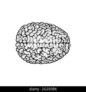Emisferi cerebrali. Vista dall'alto del cervello umano illustrazione vettoriale disegnata a mano. Disegno del contorno del cervello. Parte del set. Illustrazione Vettoriale