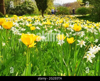 Tulipani e narcisi nei giardini del Castello di Arundel, Arundel, Sussex occidentale, durante l'annuale Festival dei tulipani Foto Stock