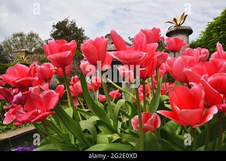 I giardini di Arundel Castle, Arundel, West Sussex, durante l'annuale Festival dei tulipani Foto Stock