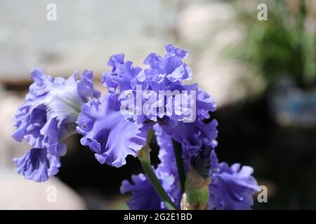 Primo piano di un viola, doppio bearded Sea Power Iris fiorente in primavera Foto Stock